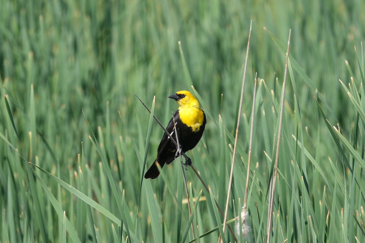 Yellow-headed Blackbird - ML612875410