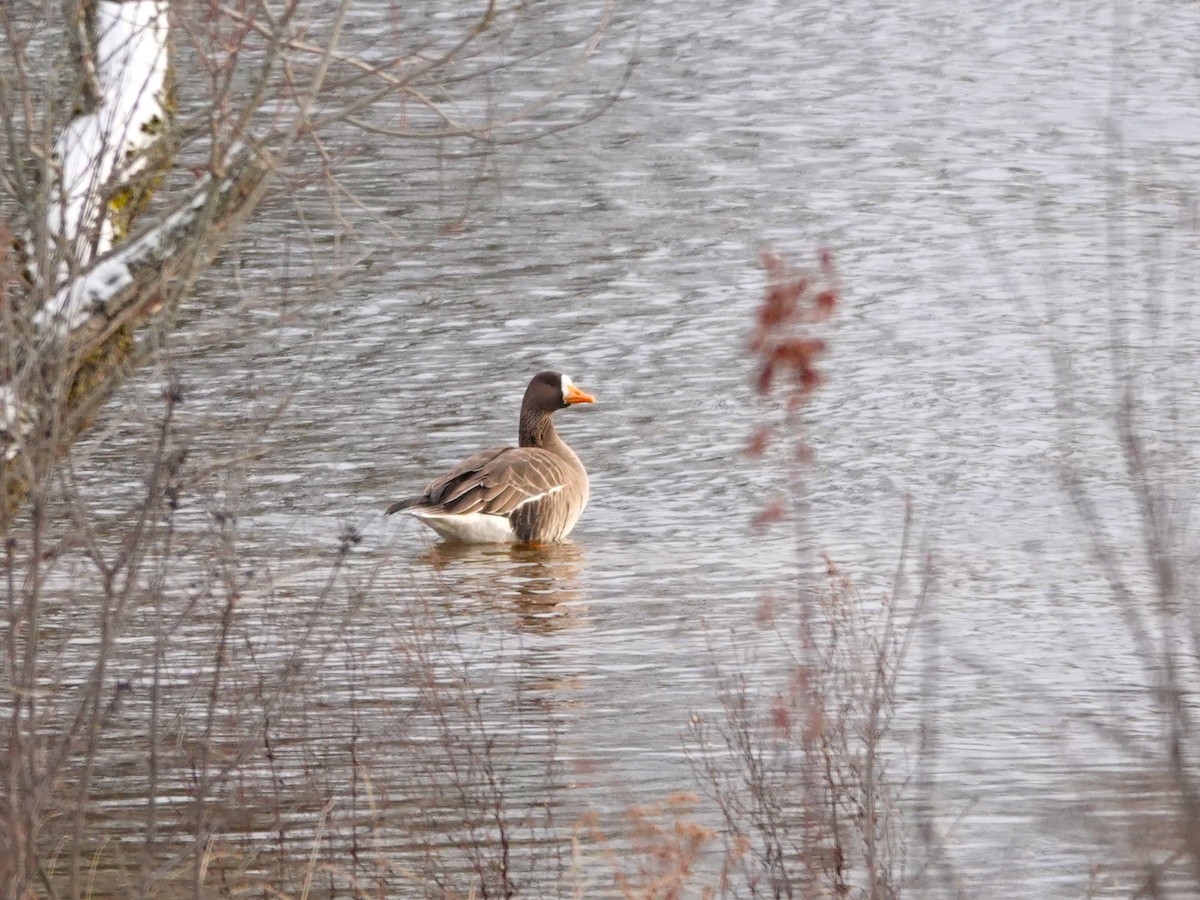 Greater White-fronted Goose - ML612875737