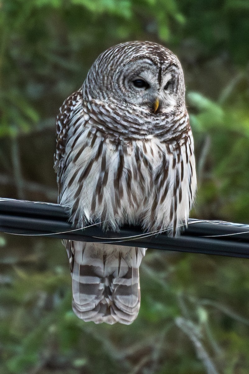 Barred Owl - ML612876200