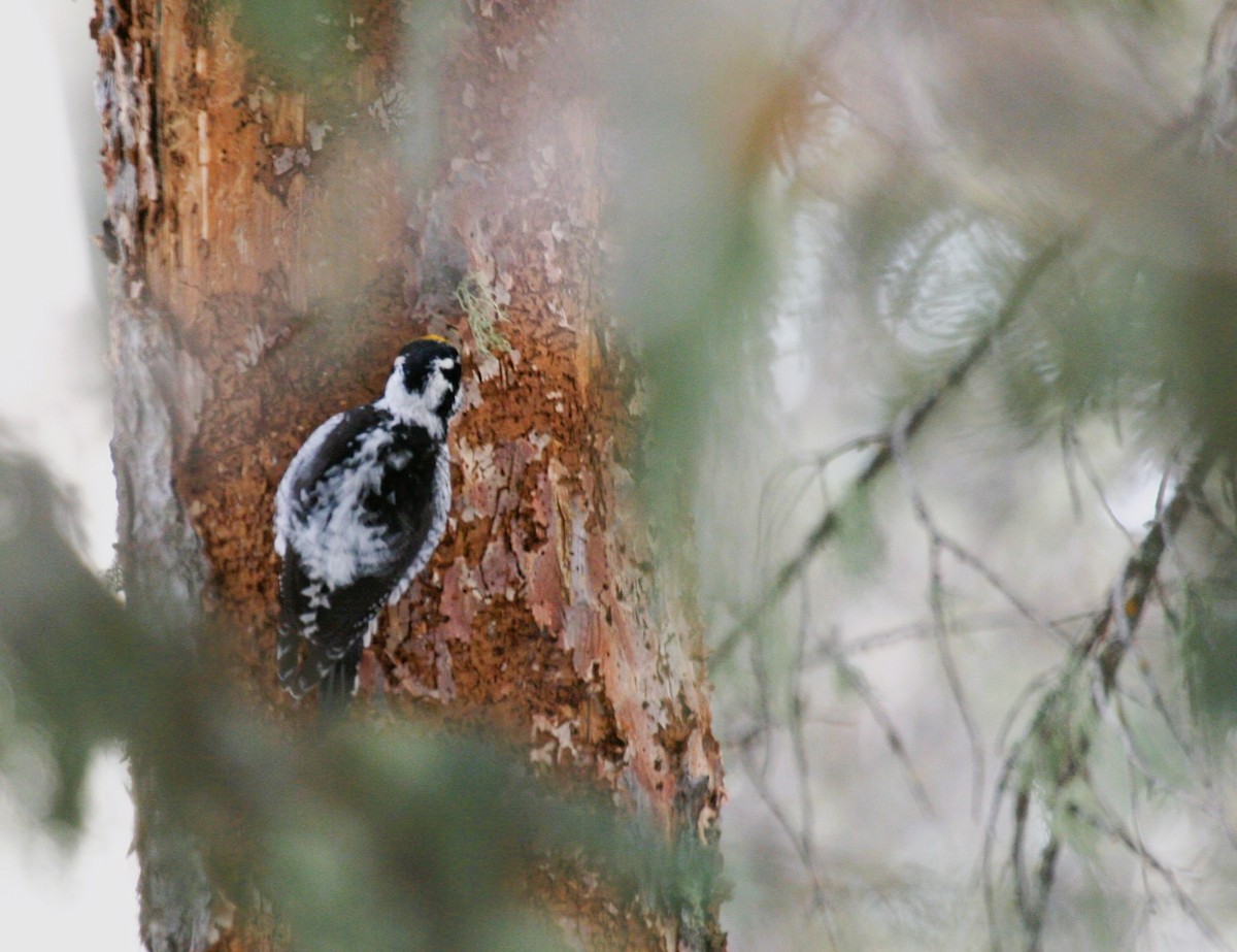 American Three-toed Woodpecker (Rocky Mts.) - ML612876268