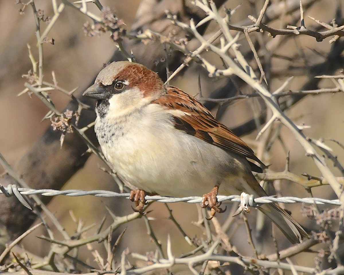 House Sparrow - Ted Wolff