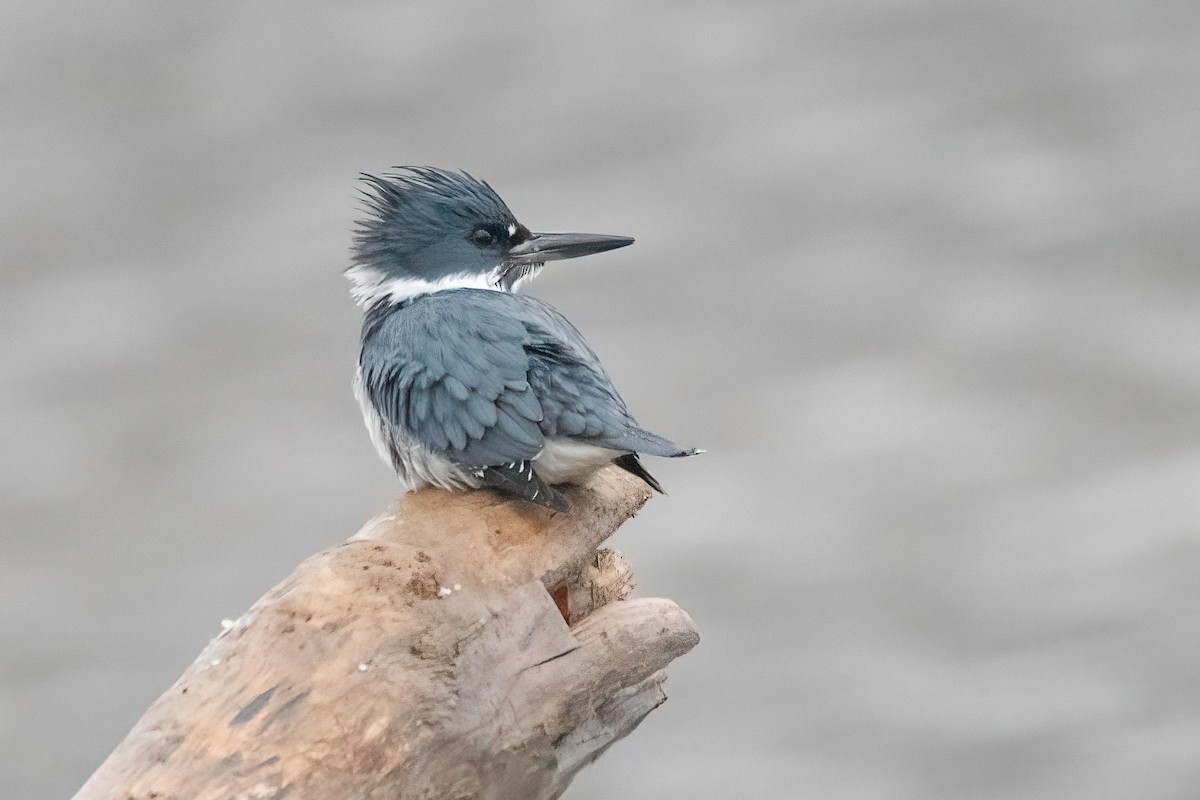 Belted Kingfisher - ML612876433