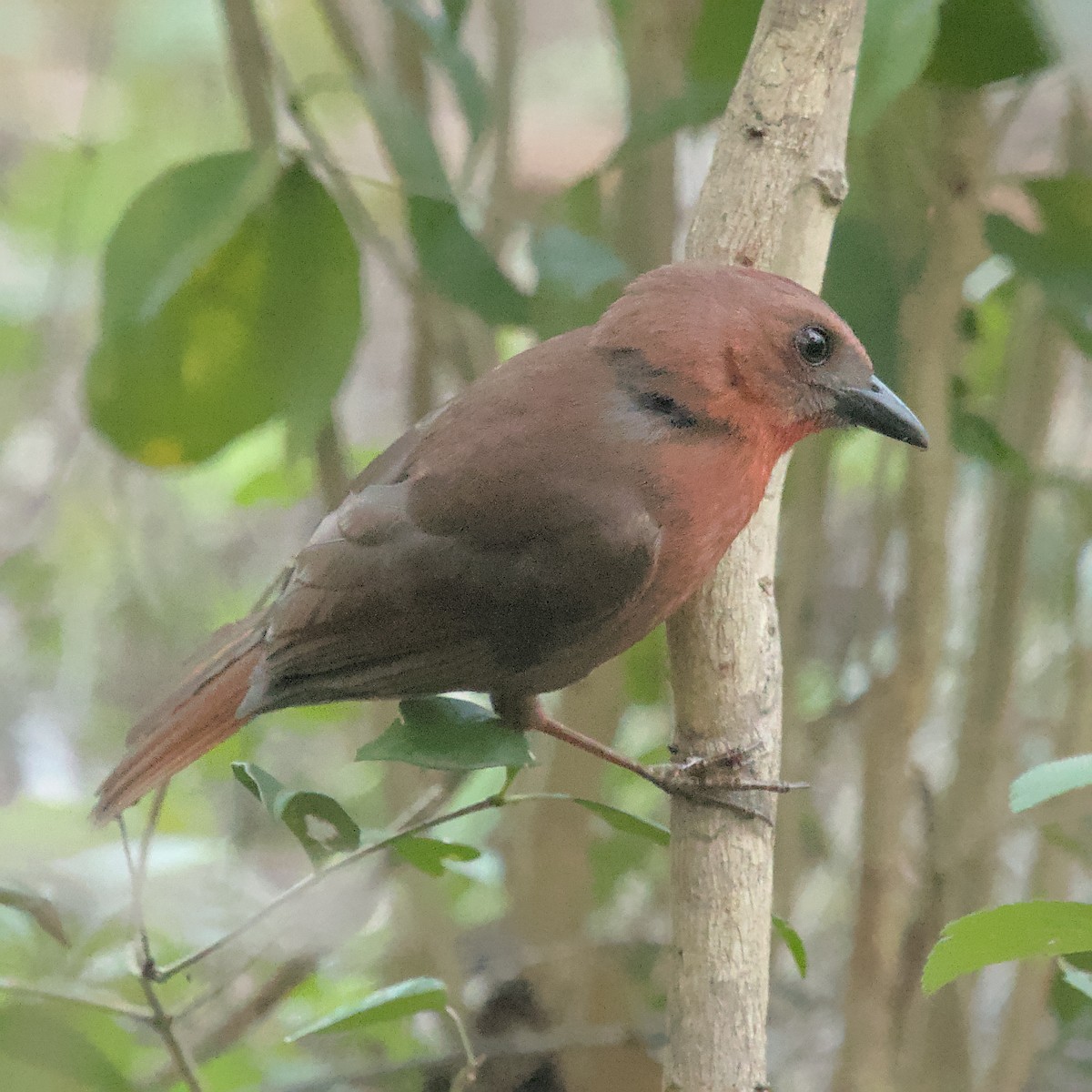Red-throated Ant-Tanager (Salvin's) - ML612876680