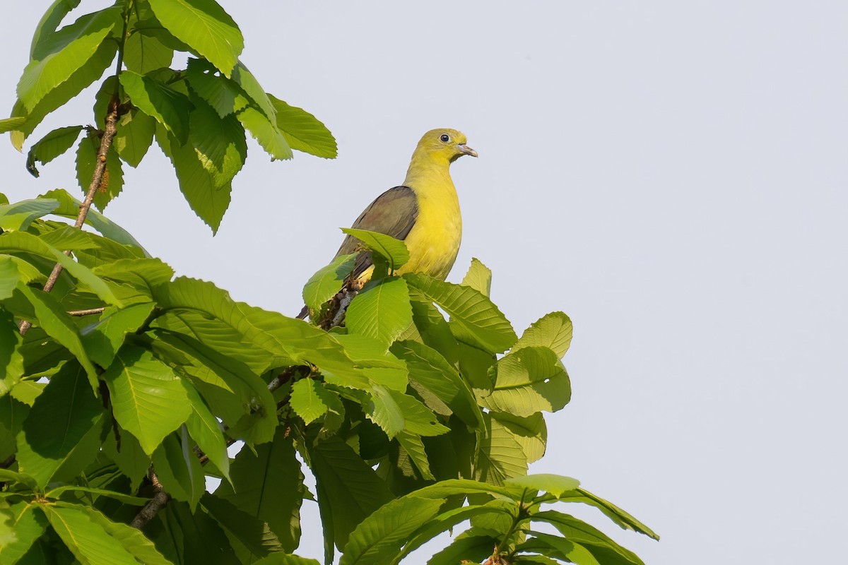 Wedge-tailed Green-Pigeon - Yeray Seminario