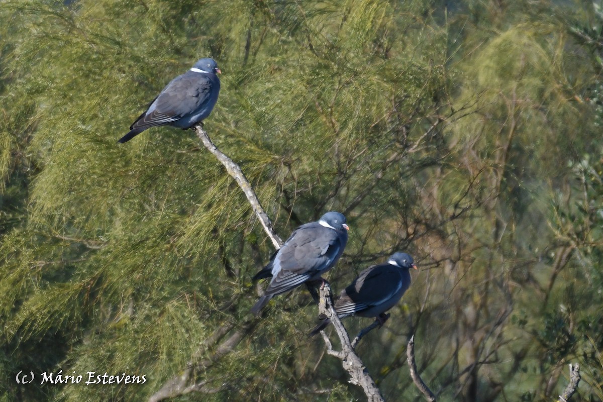 Common Wood-Pigeon - Mário Estevens