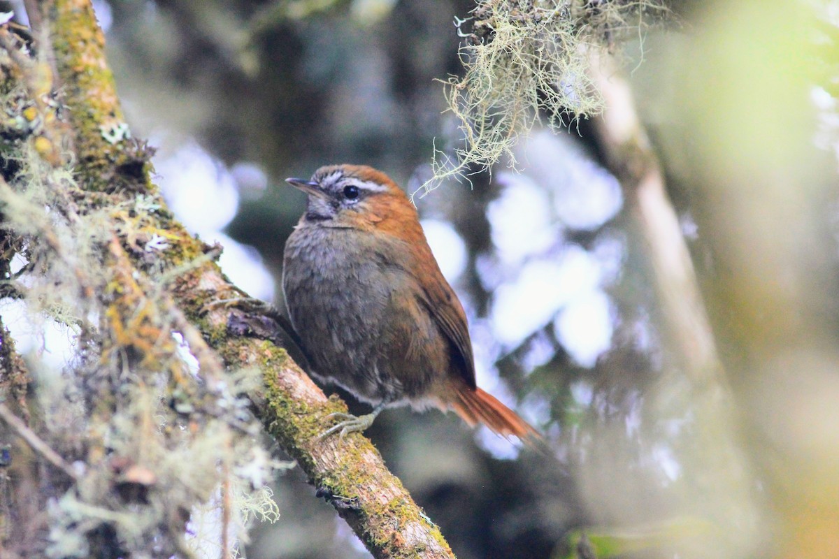 White-browed Spinetail - Thad Roller
