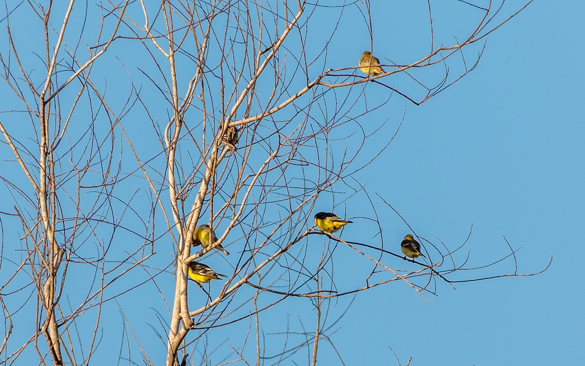 Lesser Goldfinch - aaron evans
