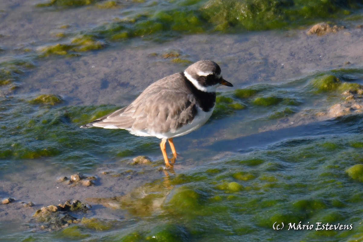 Common Ringed Plover - ML612876775