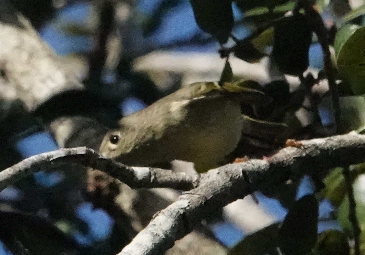 Ruby-crowned Kinglet - Chuck Hignite