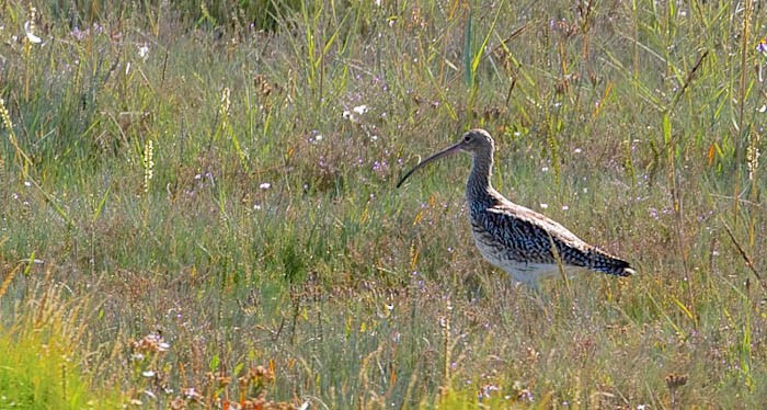 Eurasian Curlew - BWI Tolka Branch Historical Data