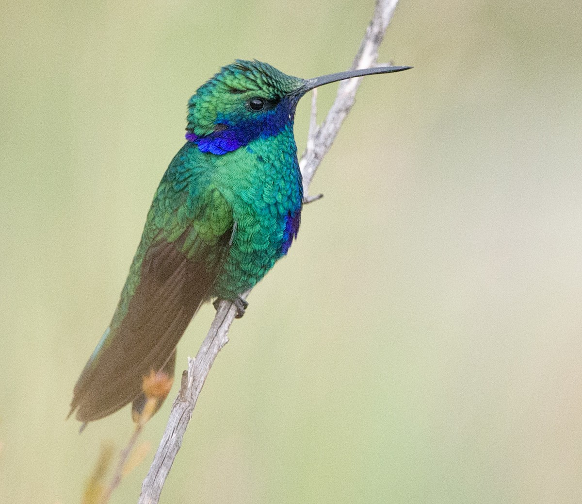 kolibřík modrolící - ML612877105