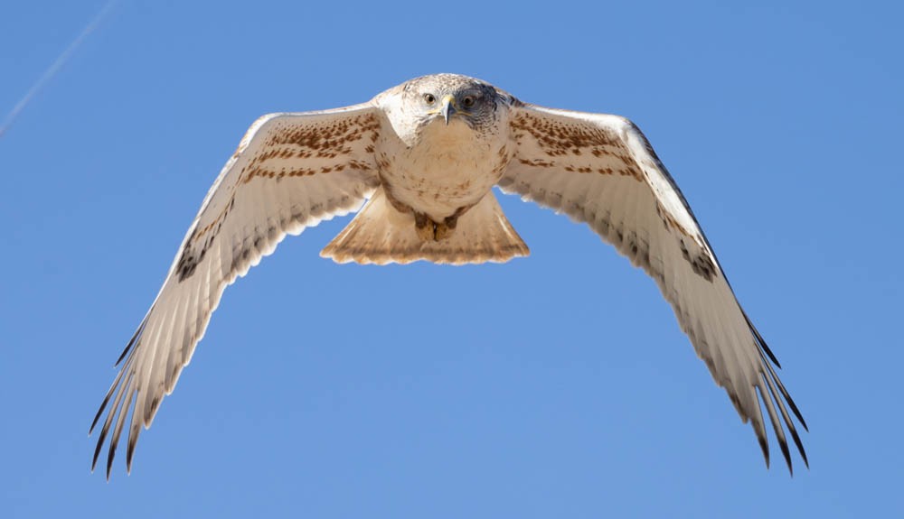 Ferruginous Hawk - ML612877165