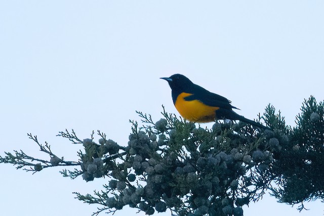 Black-vented Oriole