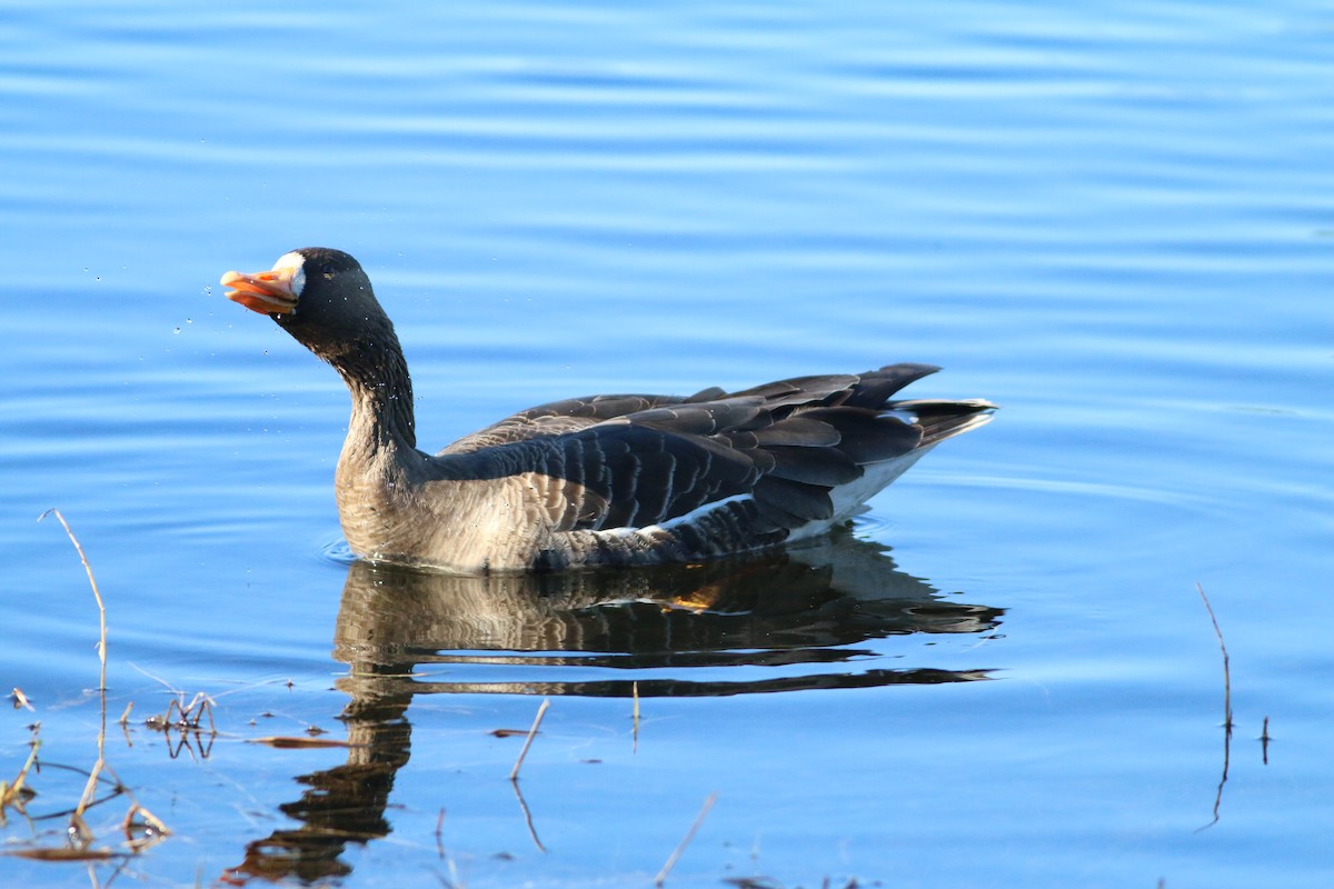 Greater White-fronted Goose - ML612877437