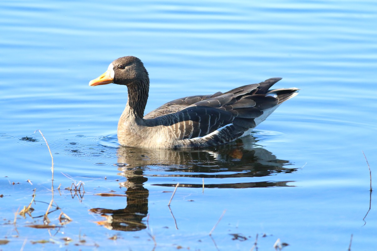 Greater White-fronted Goose - ML612877438