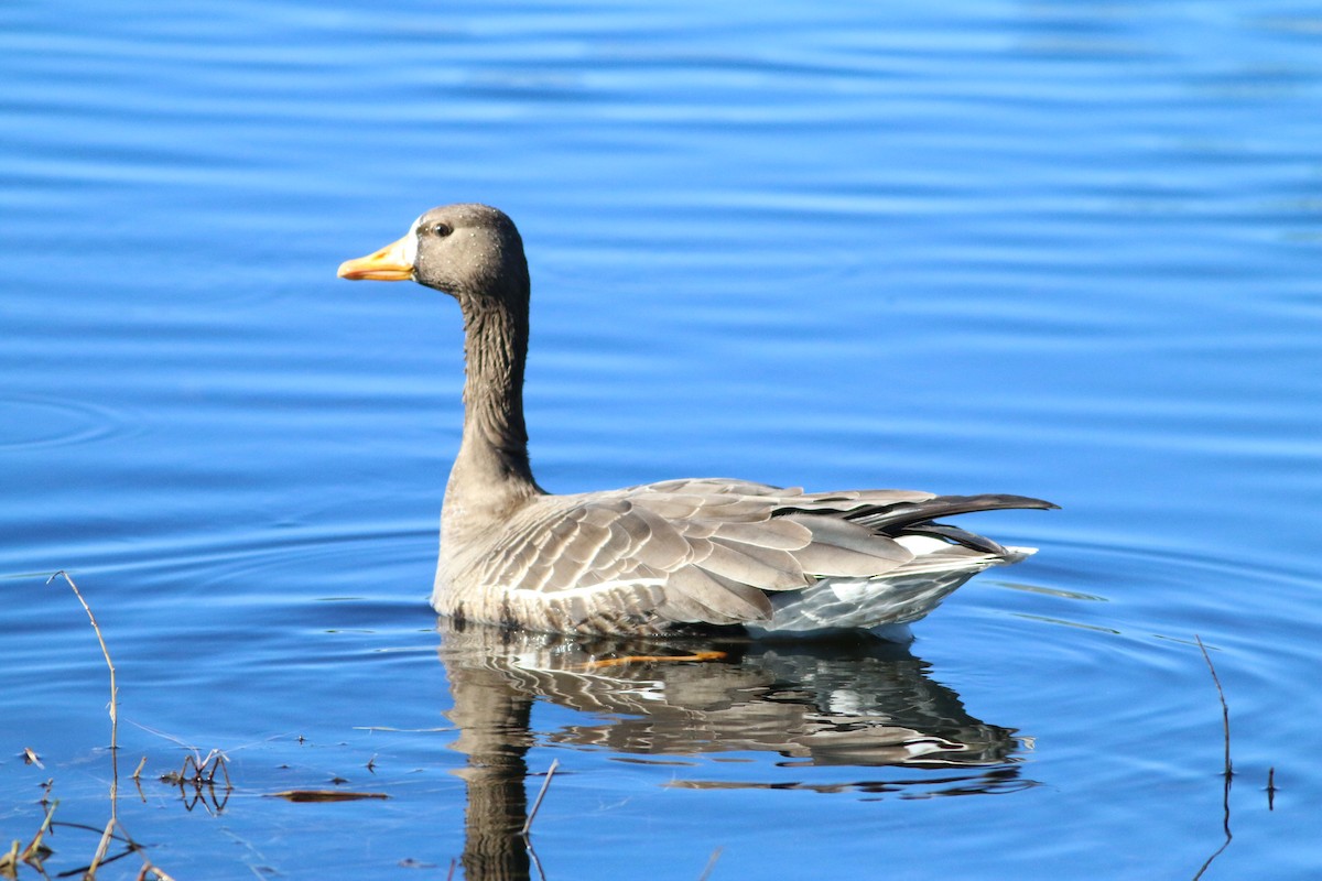 Greater White-fronted Goose - ML612877439