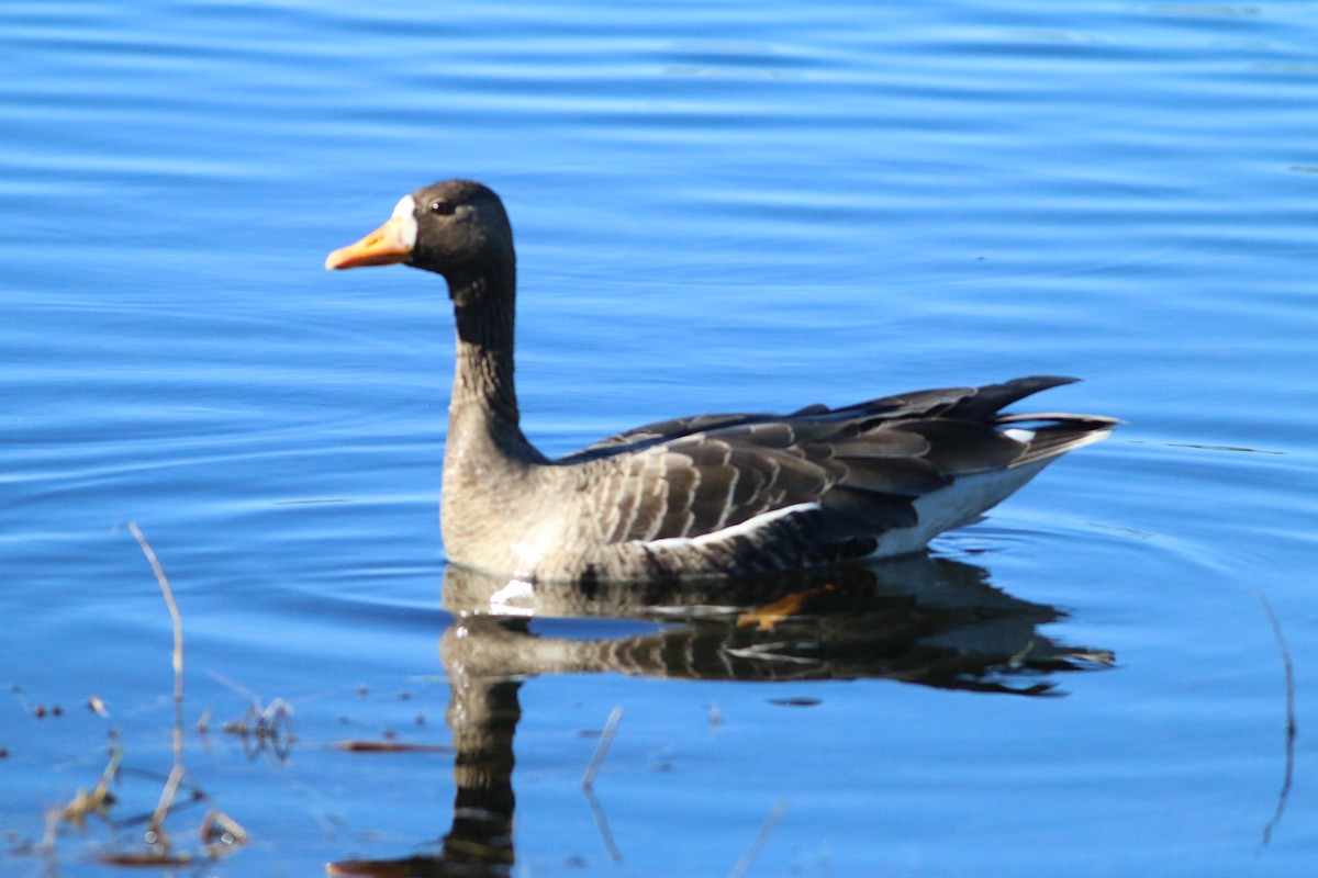 Greater White-fronted Goose - ML612877440