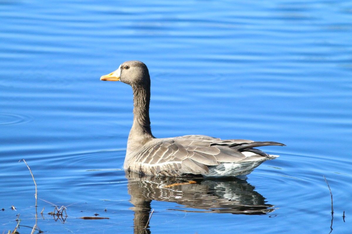 Greater White-fronted Goose - ML612877441