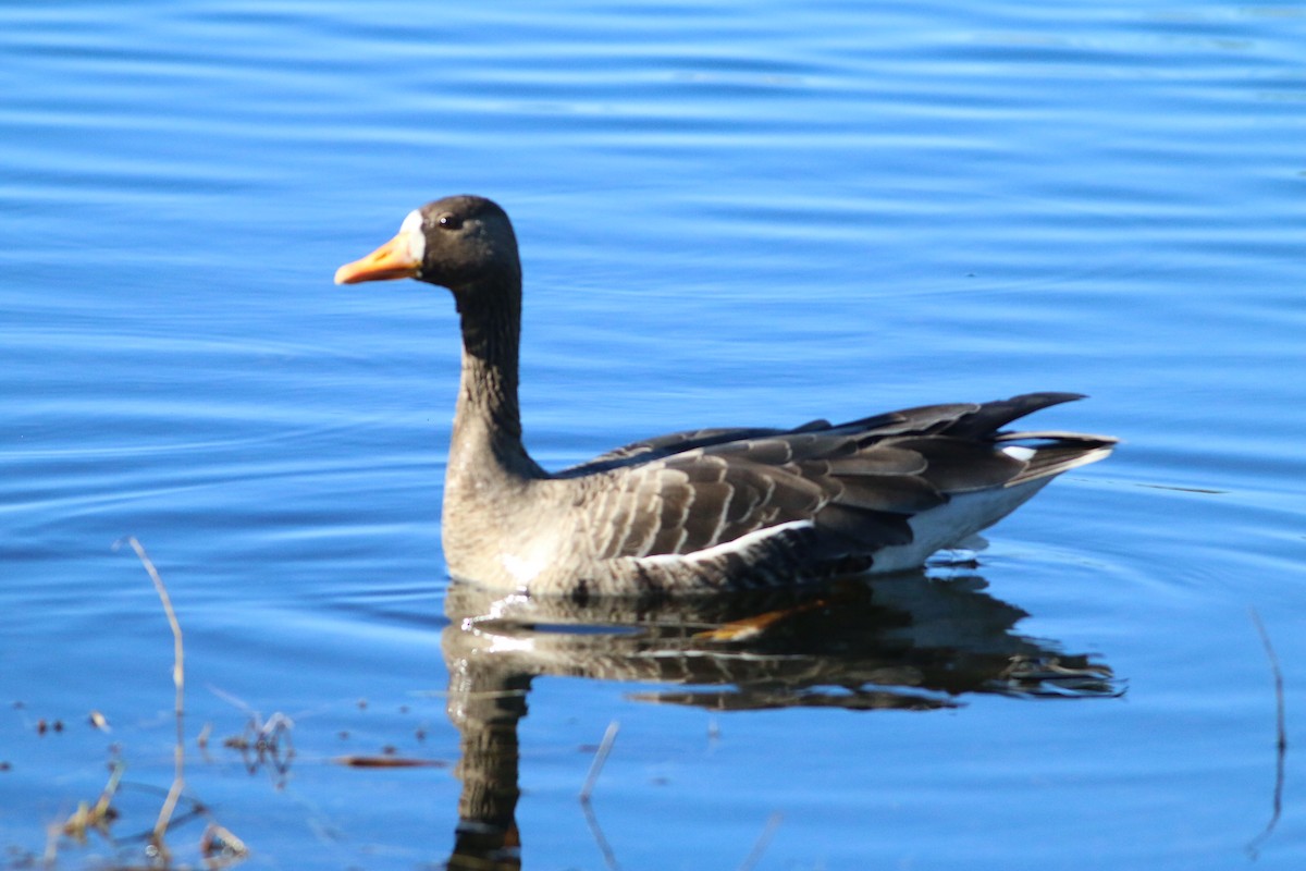 Greater White-fronted Goose - ML612877442