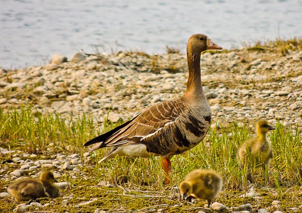 Greater White-fronted Goose - Arden Anderson