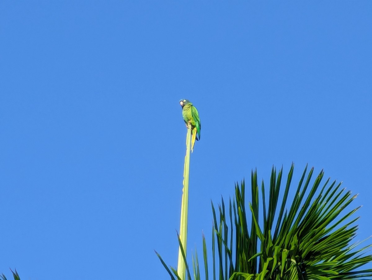 Blue-crowned Parakeet (Blue-crowned) - ML612877515