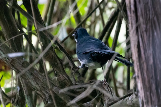 Blue-and-white Mockingbird