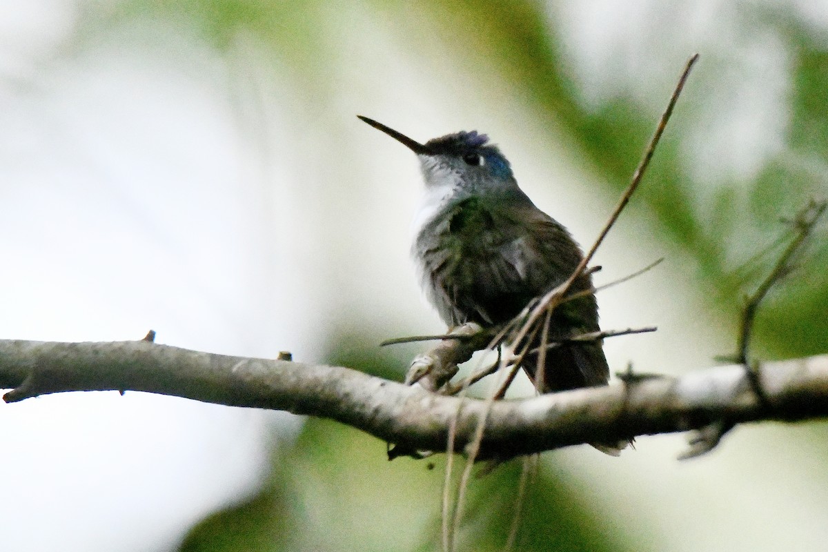 Azure-crowned Hummingbird - ML612877638