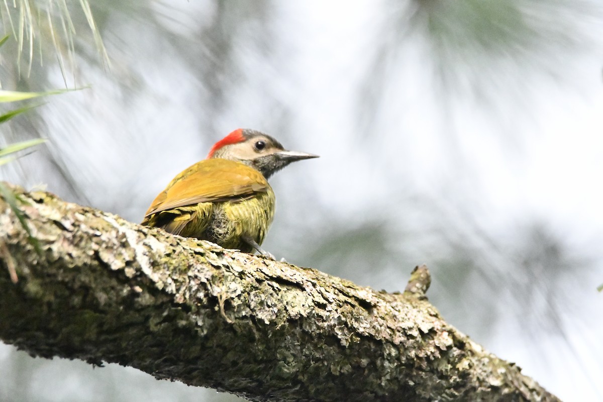 Golden-olive Woodpecker - Cornelio Chablé