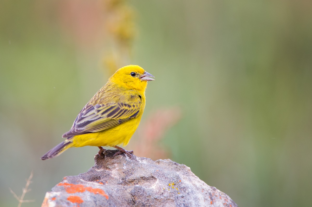 Stripe-tailed Yellow-Finch - ML612877907
