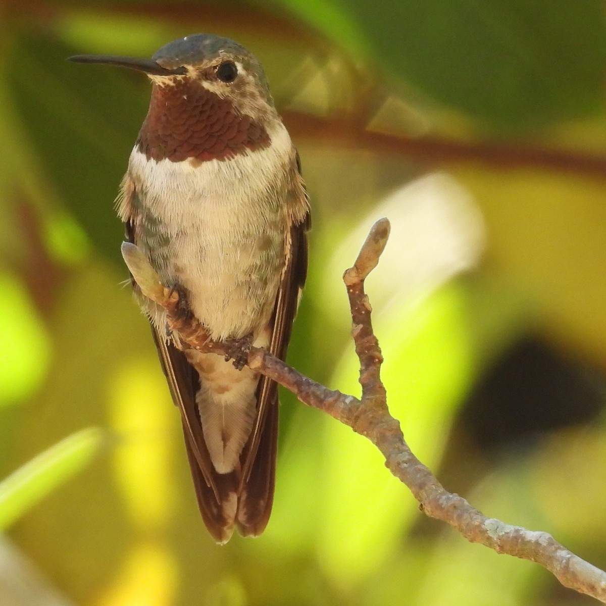 Broad-tailed Hummingbird - ML612877912