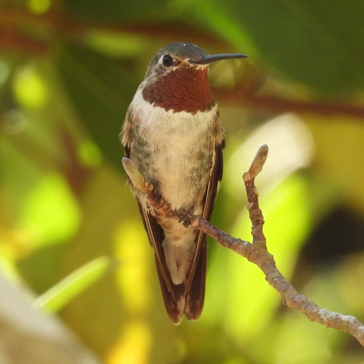 Broad-tailed Hummingbird - ML612877936