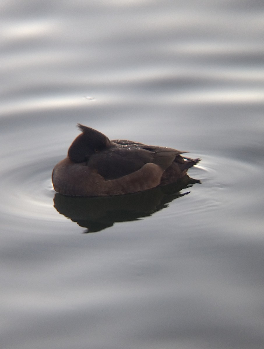 Tufted Duck - ML612878027