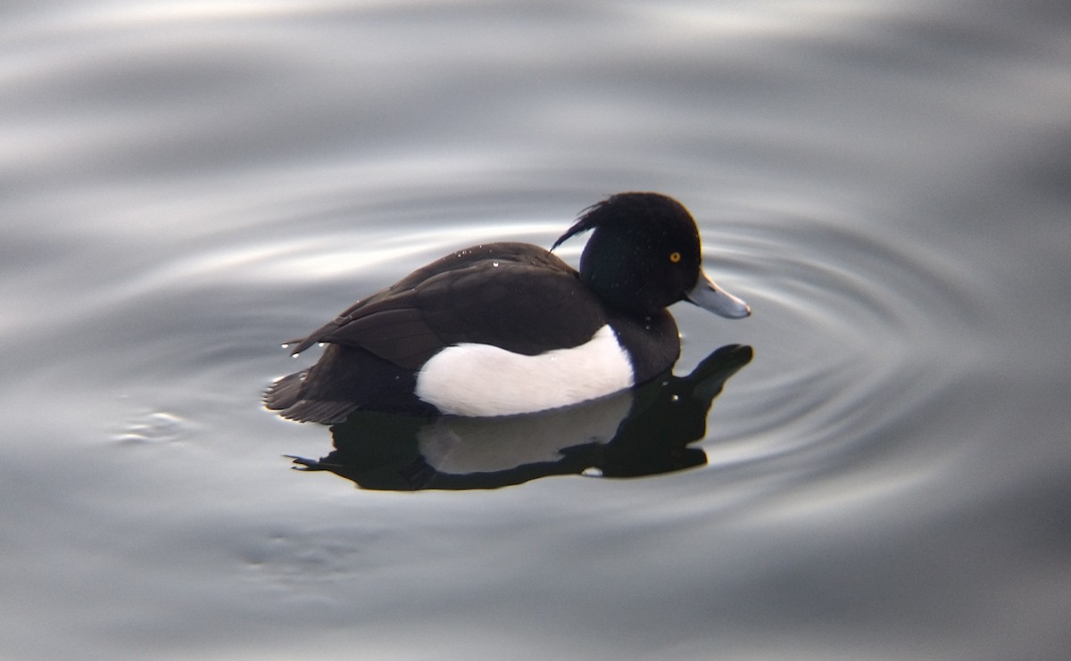 Tufted Duck - ML612878042