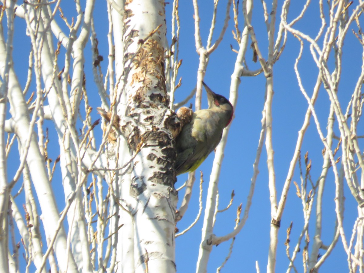 Eurasian Green Woodpecker - ML612878371