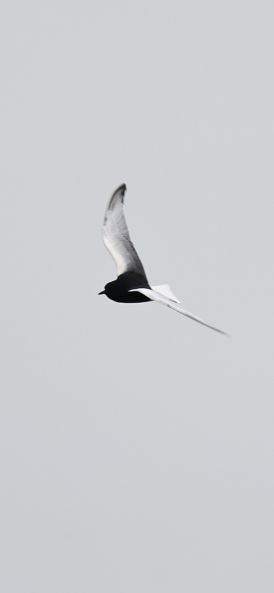 White-winged Tern - ML612878600