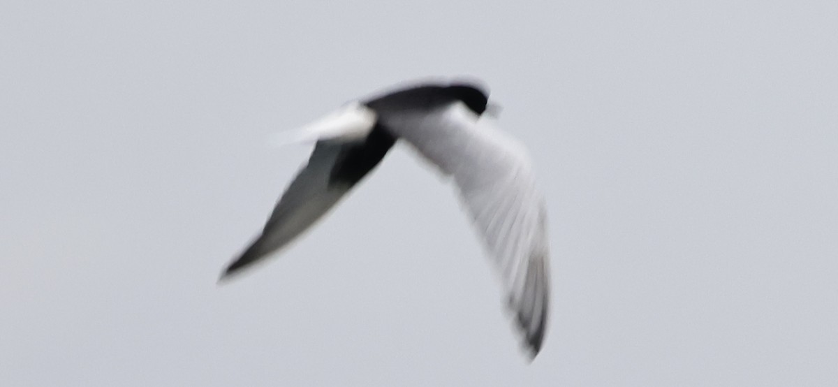 White-winged Tern - ML612878601