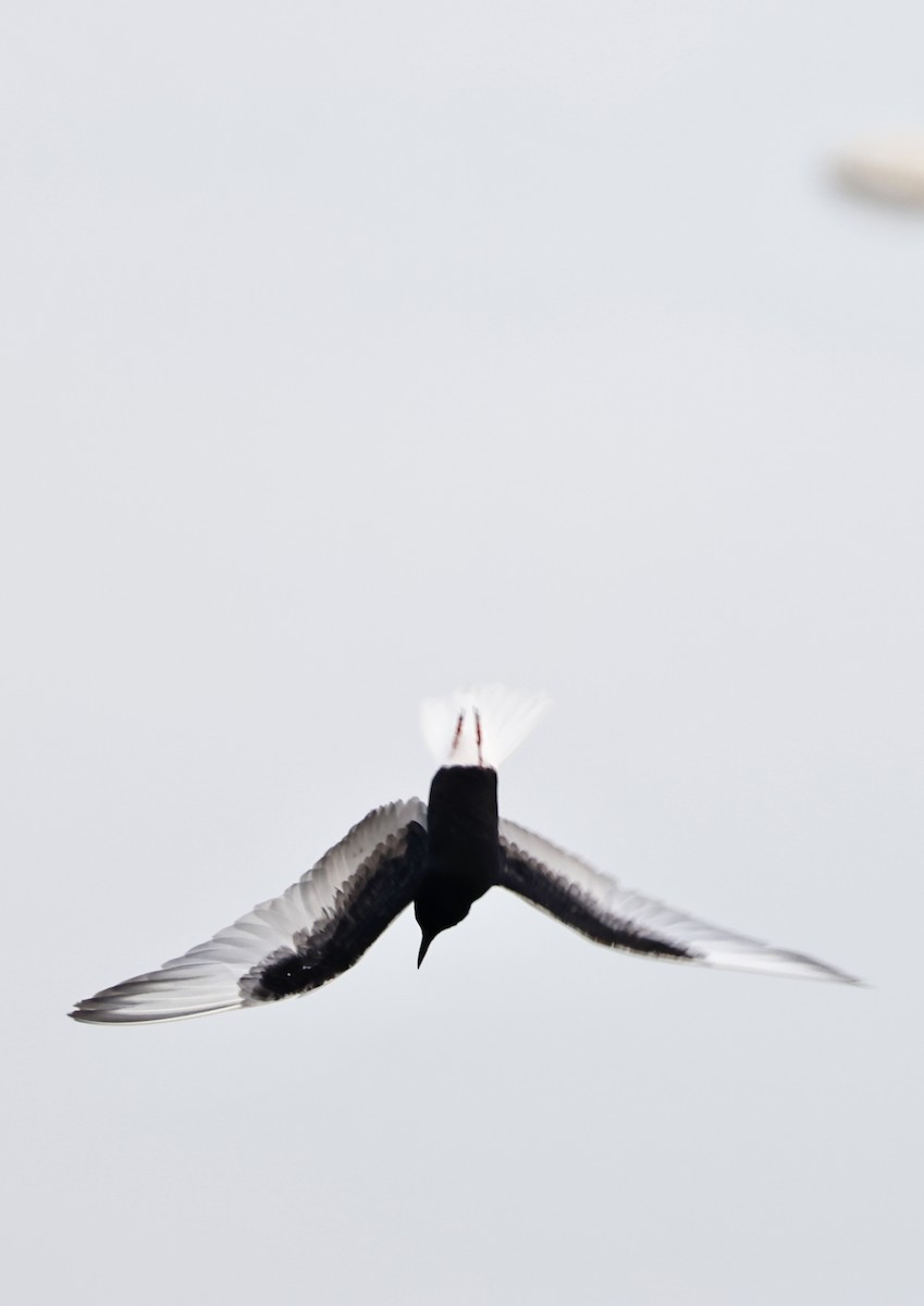 White-winged Tern - ML612878602