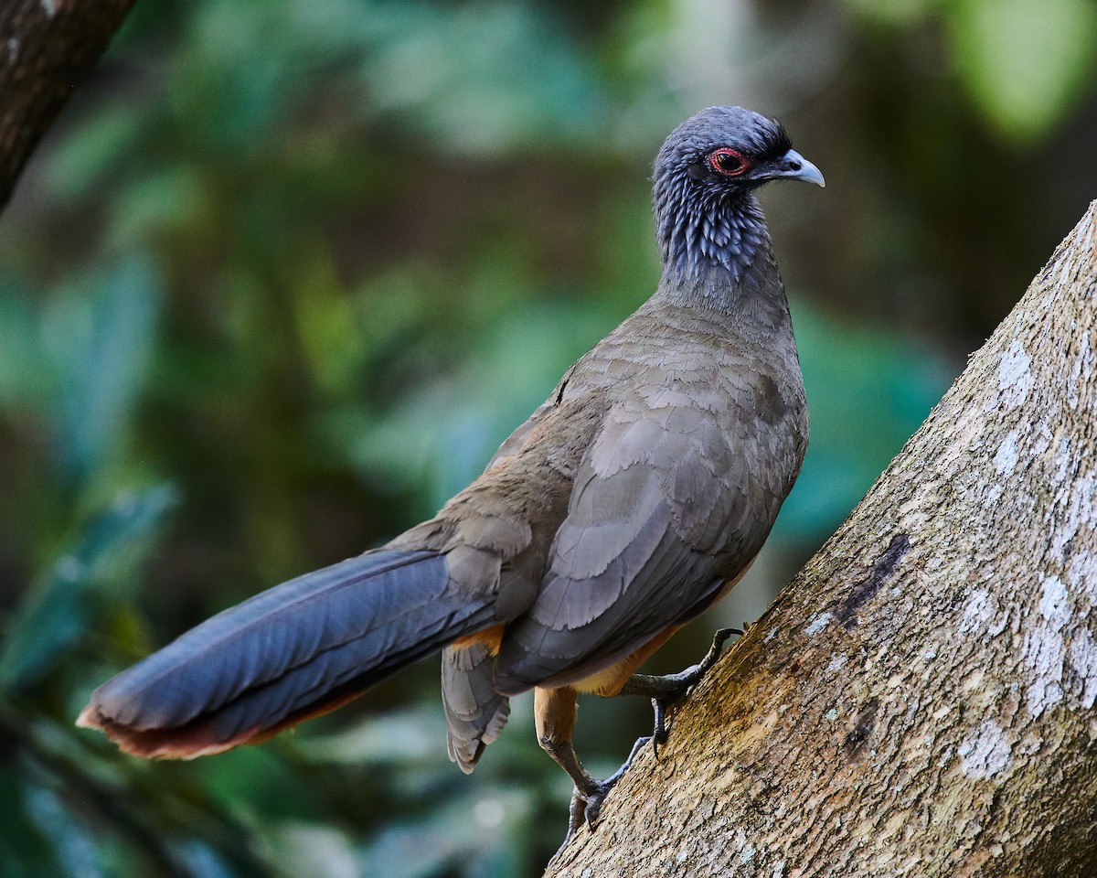 West Mexican Chachalaca - ML612878618