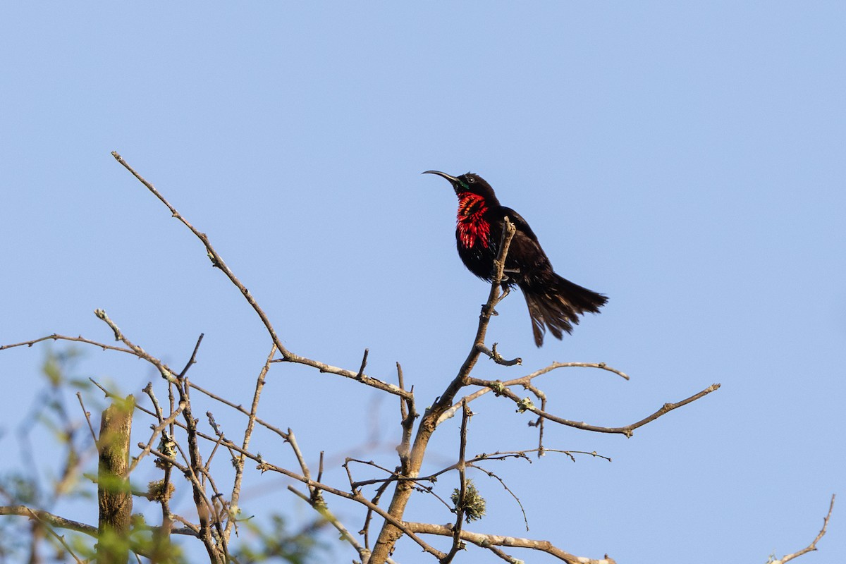 Scarlet-chested Sunbird - Peter Kwiatek