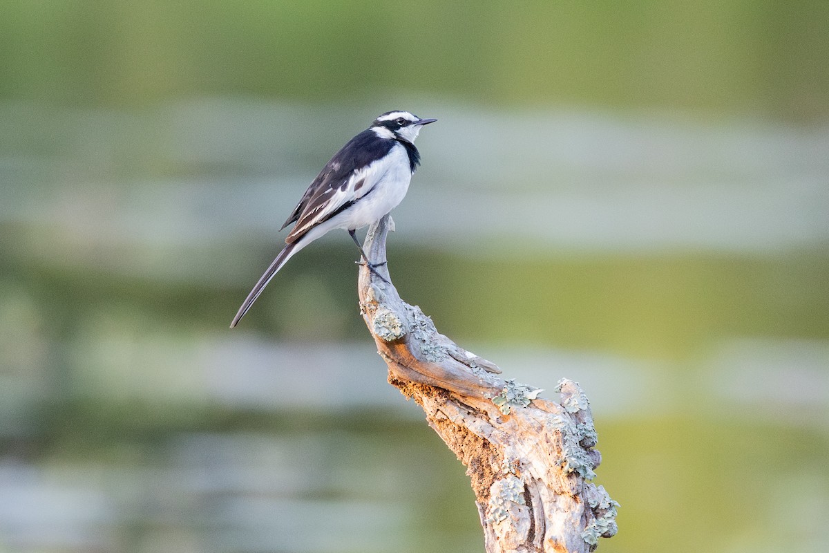 African Pied Wagtail - ML612879142