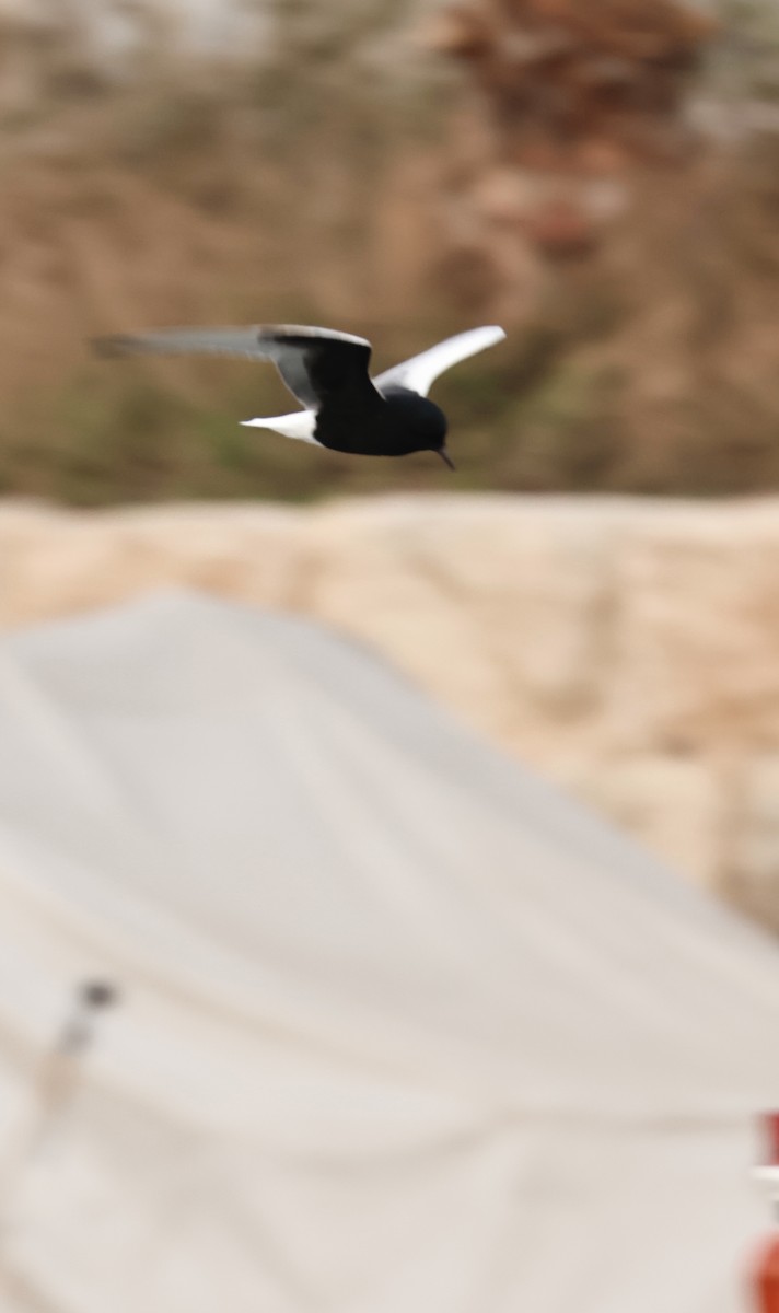 White-winged Tern - ML612879169