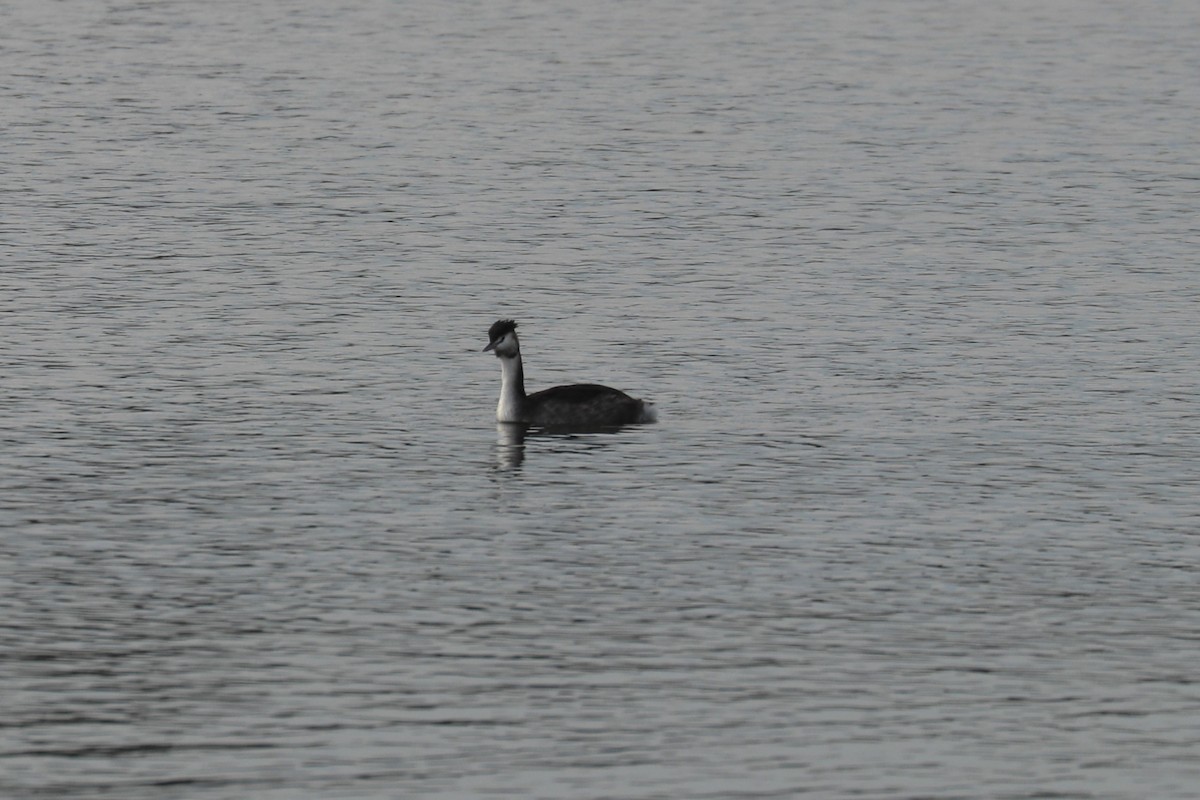 Great Crested Grebe - ML612879254