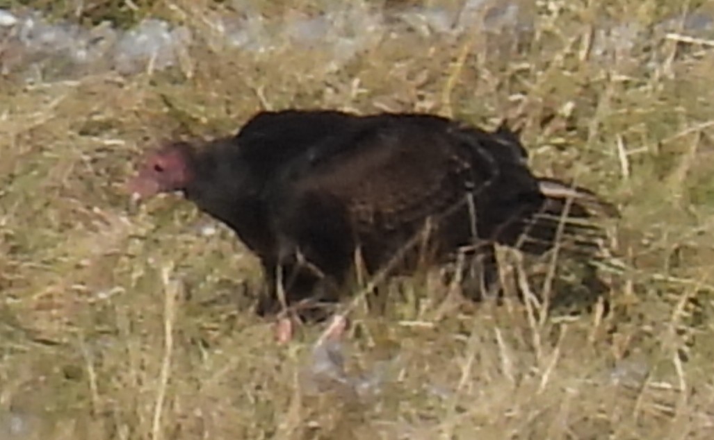 Turkey Vulture - ML612879483