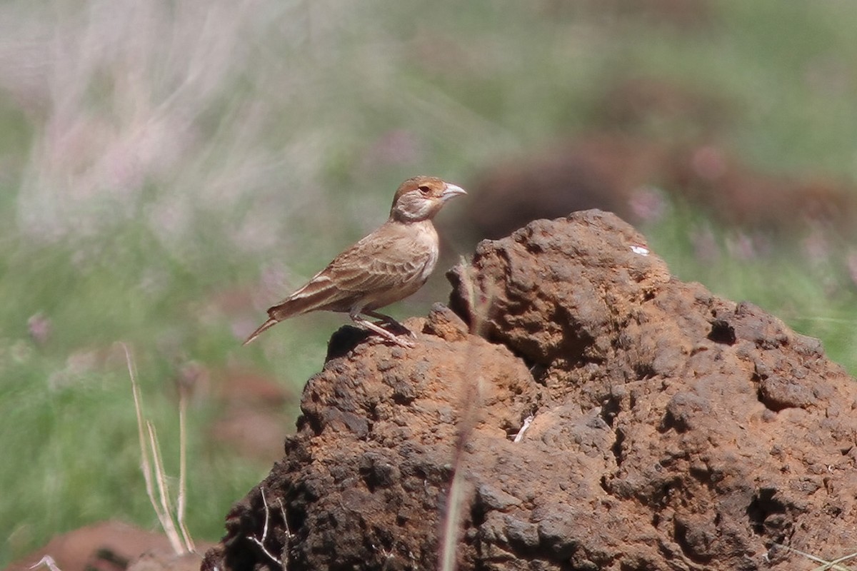 Chestnut-headed Sparrow-Lark - ML612879488