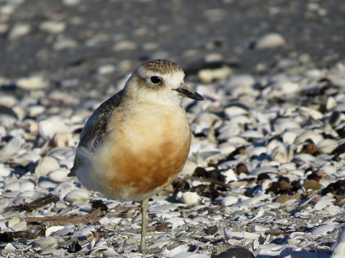 Red-breasted Dotterel - ML612879577