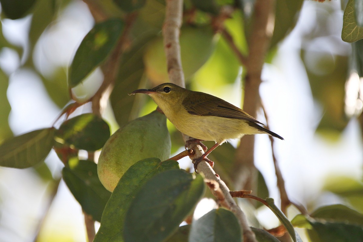 Fork-tailed Sunbird - ML612879798