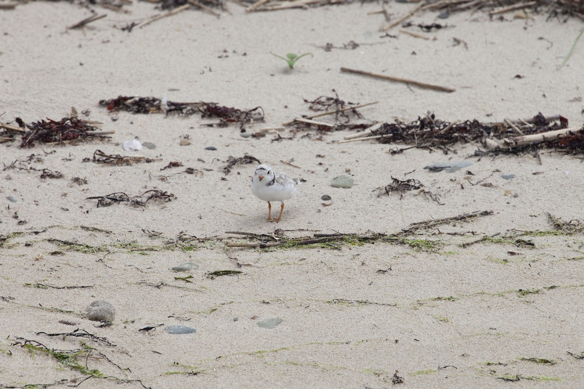 Piping Plover - ML612880081