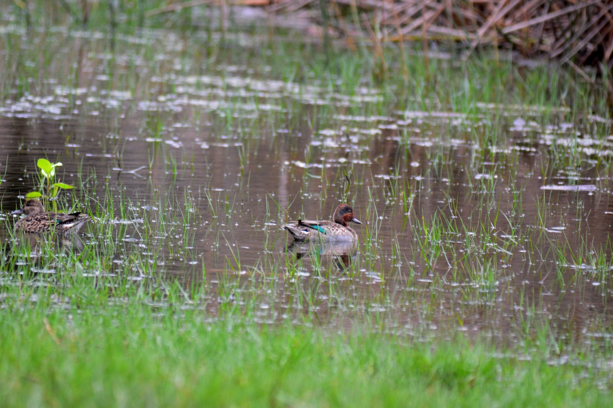 Green-winged Teal - ML612880307