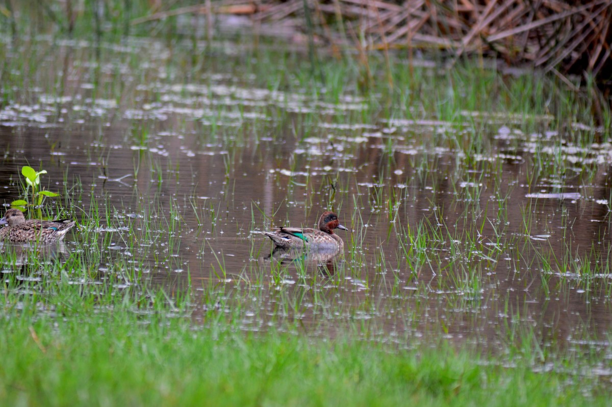 Green-winged Teal - ML612880308