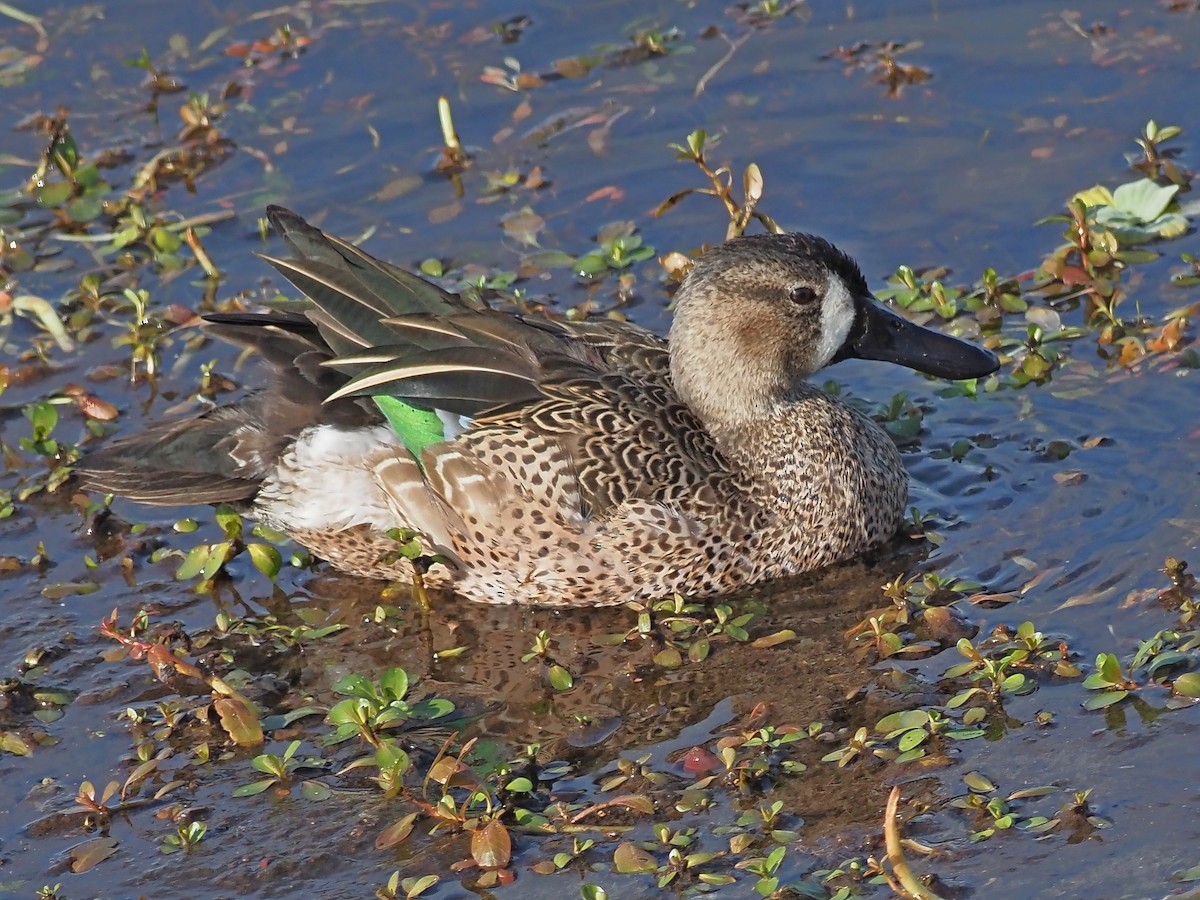 eBird Checklist 29 Dec 2023 The Celery Fields 63 species